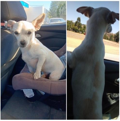 Lost Male Dog last seen K St and 7th St, Madera, CA 93637