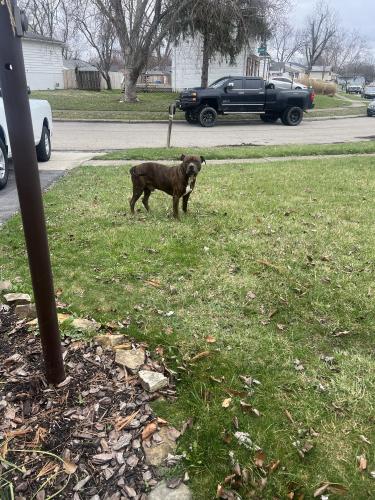 Found/Stray Male Dog last seen  Flinthill drive Columbus Ohio 43223, Columbus, OH 43223