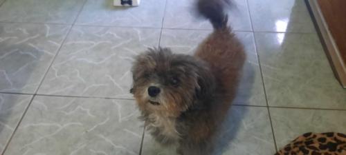 Lost Male Dog last seen Bar do jura, Camilo Alves, MG 32017-150