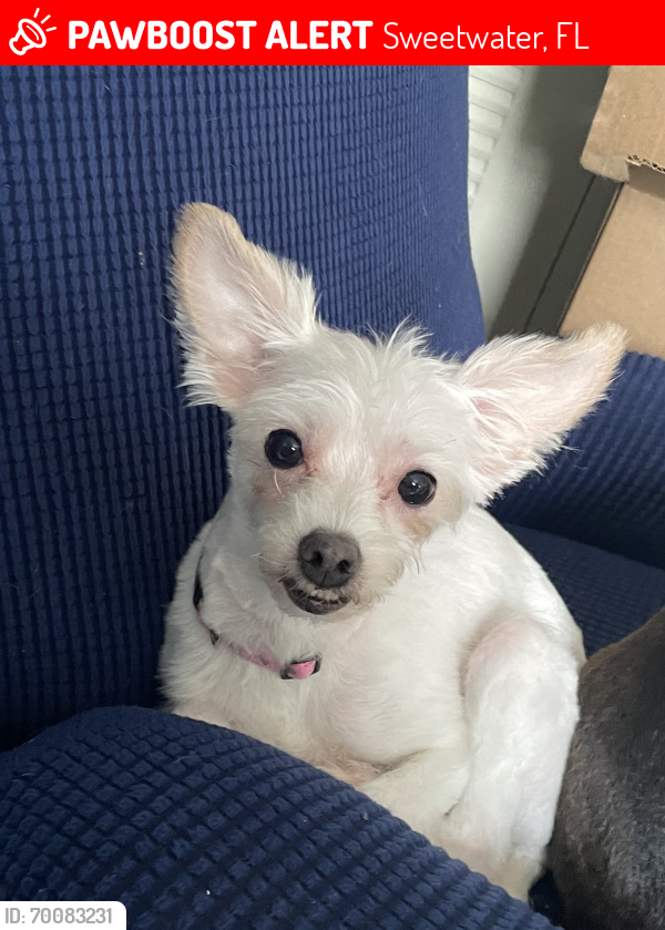 Lost Female Dog last seen SW 6th Street and 115 Ave, Miami FL 33174, Sweetwater, FL 33174