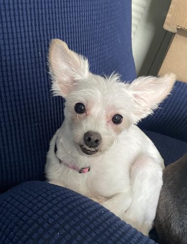 Lost Female Dog last seen SW 6th Street and 115 Ave, Miami FL 33174, Sweetwater, FL 33174