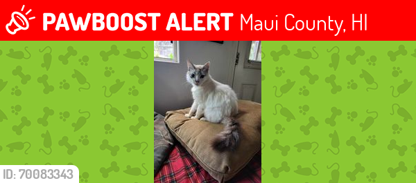 Lost Male Cat last seen KULIKE RD., Maui County, HI 96708