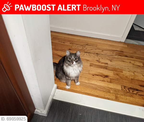 Lost Female Cat last seen Grove St and Wyckoff, Brooklyn, NY 11237