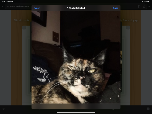 Lost Female Cat last seen Leah Court is in the community near Boniface and Wesleyan dr. , Anchorage, AK 99508