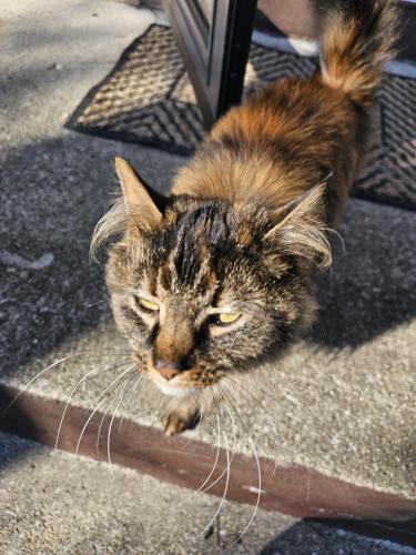 Found/Stray Unknown Cat last seen Petzinger rd, Columbus, OH 43232