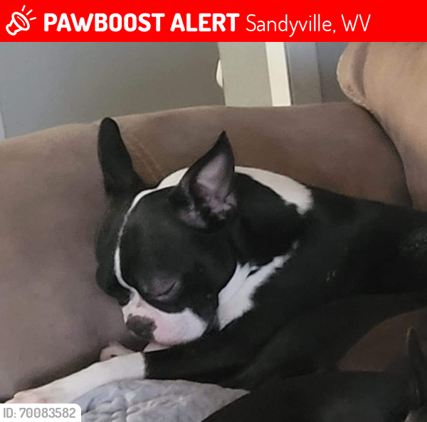 Lost Female Dog last seen Sandyville,Wv, Sandyville, WV 25275