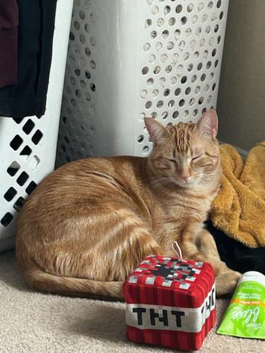 Lost Male Cat last seen Losee and Tropical, North Las Vegas, NV 89081