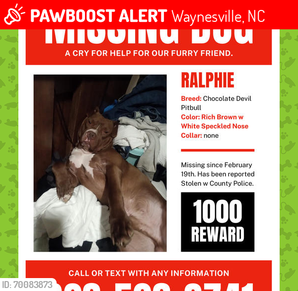 Lost Male Dog last seen Taco Bell, Waynesville, NC 28786