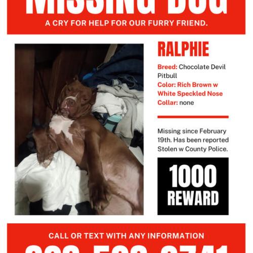 Lost Male Dog last seen Taco Bell, Waynesville, NC 28786