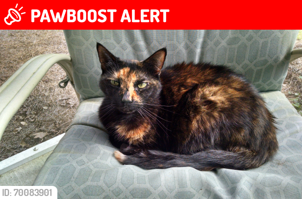 Lost Female Cat last seen Franconia & S Heyward Ct Summerville SC, North Charleston, SC 29485