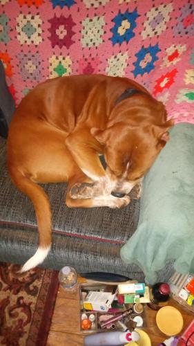 Lost Male Dog last seen Near South Shallow Brook Dr, I-35 & SE 44th Street and South Eastern Ave , Oklahoma City, OK 73129
