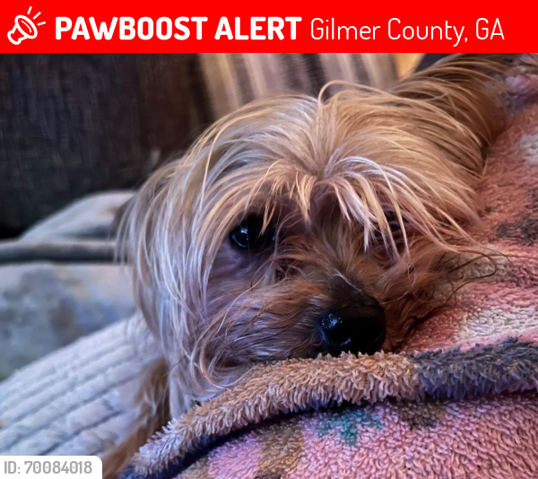 Lost Male Dog last seen Old miller rock way , Gilmer County, GA 30540