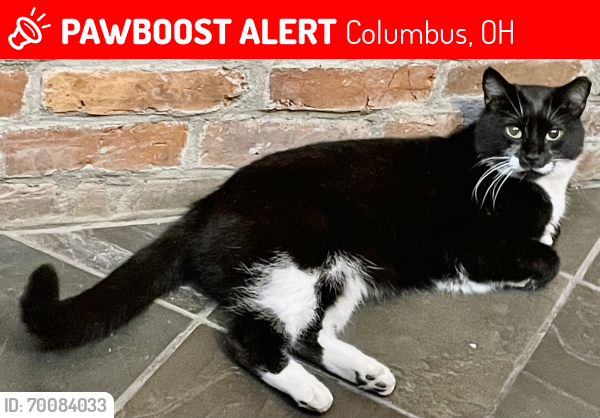 Lost Male Cat last seen S. 3rd Street & Beck St. , Columbus, OH 43215