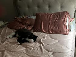 Lost Male Cat last seen McCord and Brint near Lourdes College playfield, Sylvania, OH 43560