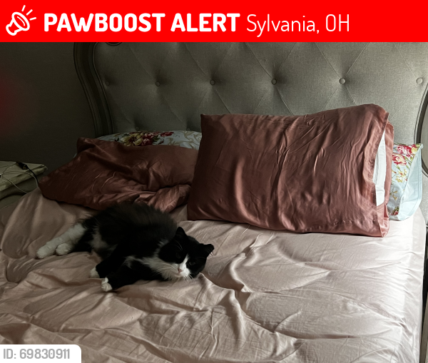 Lost Male Cat last seen McCord and Brint near Lourdes College playfield, Sylvania, OH 43560