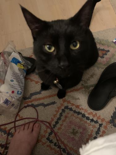 Lost Male Cat last seen  snuck out before 7 am 3/9, San Jose, CA 95110
