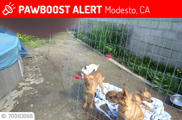 Lost Female Dog last seen W. Roseburg/Kearney, Modesto, CA 95350