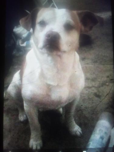 Lost Male Dog last seen Vine and mc cormick, Wichita, KS 67216