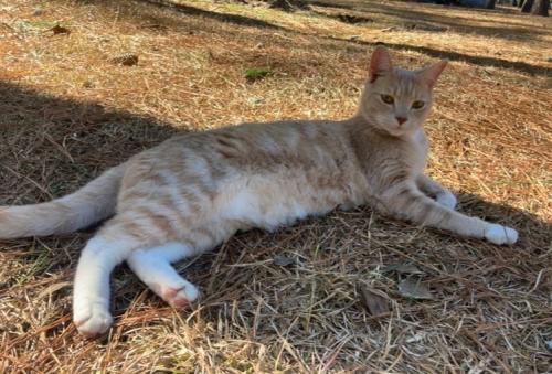 Lost Male Cat last seen Hillman Grove, Harnett County, NC 28326