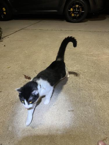Lost Unknown Cat last seen Redwine Overlook, Newnan, Coweta County, GA 30263
