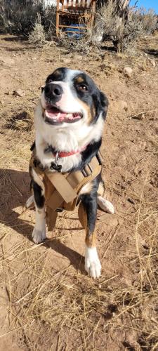 Lost Male Dog last seen Rec property off US Highway 40 mile markers 68 and 69, Duchesne, UT 84021