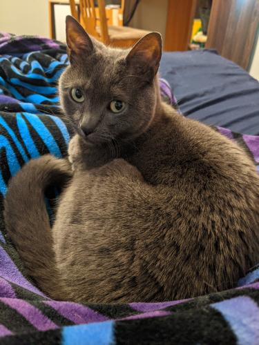 Lost Female Cat last seen Down the road from the Northfield/Applegate intersection, Maple Heights, OH 44137
