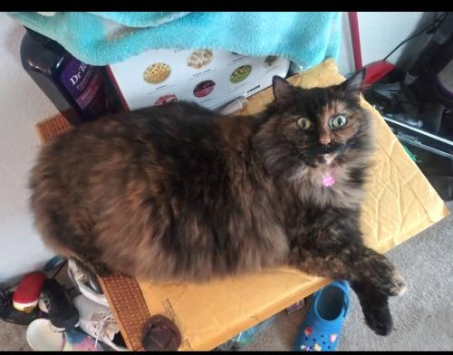 Lost Female Cat last seen Creek valley trailer park, Battle Creek, MI 49037