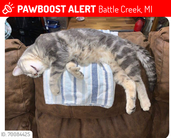 Lost Male Cat last seen Creek valley trailer park, Battle Creek, MI 49037