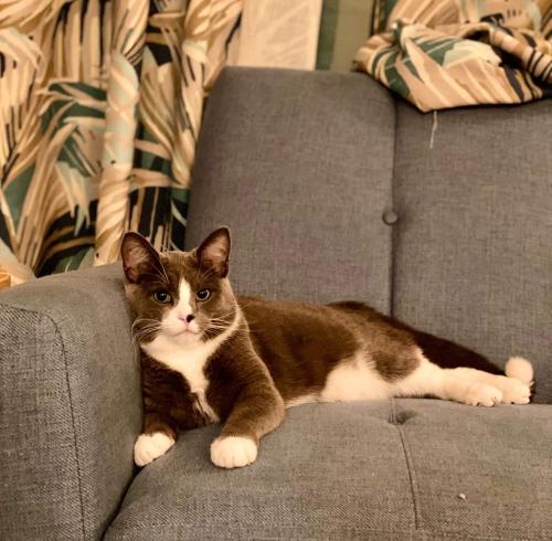 Lost Male Cat last seen Spaulding and 606, Chicago, IL 60647