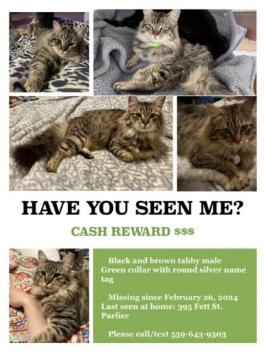 Lost Male Cat last seen Near Fett St. Parlier, CA 93648, Parlier, CA 93648