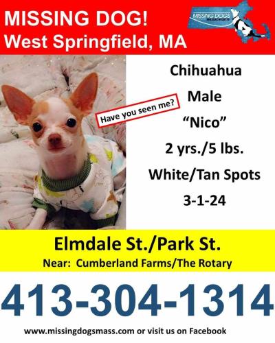 Lost Male Dog last seen ELMDALE st southworth st , West Springfield, MA 01089