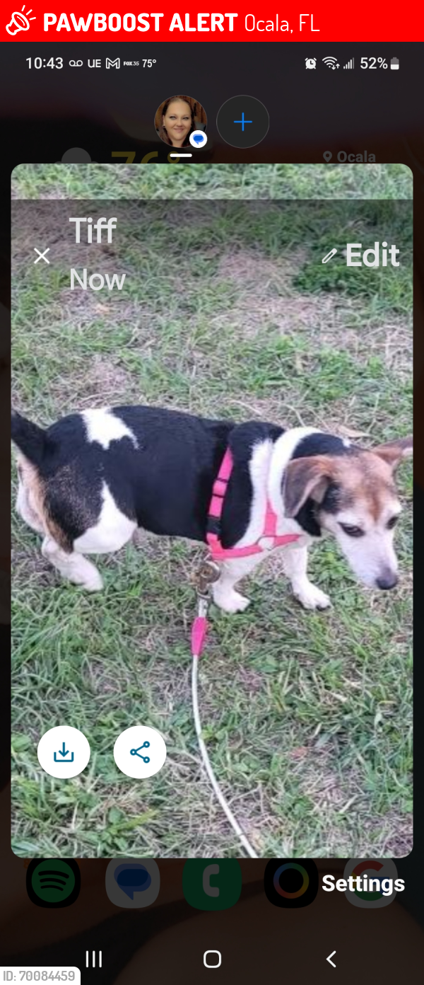 Lost Female Dog last seen Ne 42nd @ne 11th ave, Ocala, FL 34479