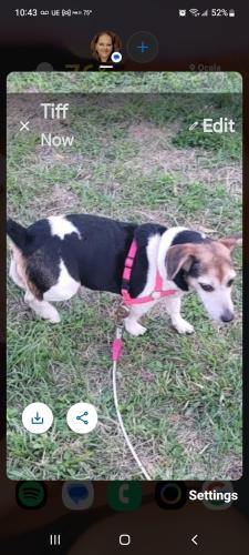 Lost Female Dog last seen Ne 42nd @ne 11th ave, Ocala, FL 34479