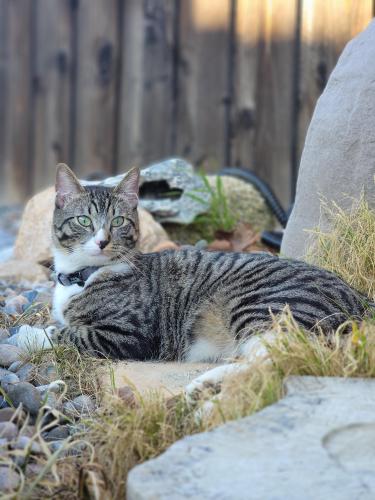 Lost Male Cat last seen Colima ct and 8th st/Clark rd, Imperial, CA 92251