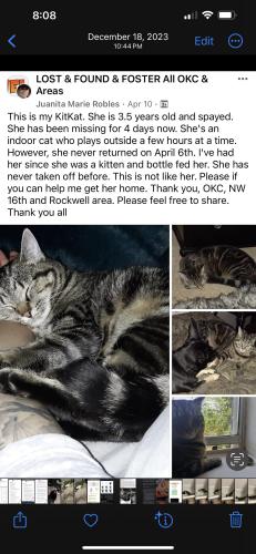 Lost Female Cat last seen NW 16th st. Between Rockwell and MacArthur, Oklahoma City, OK 73127