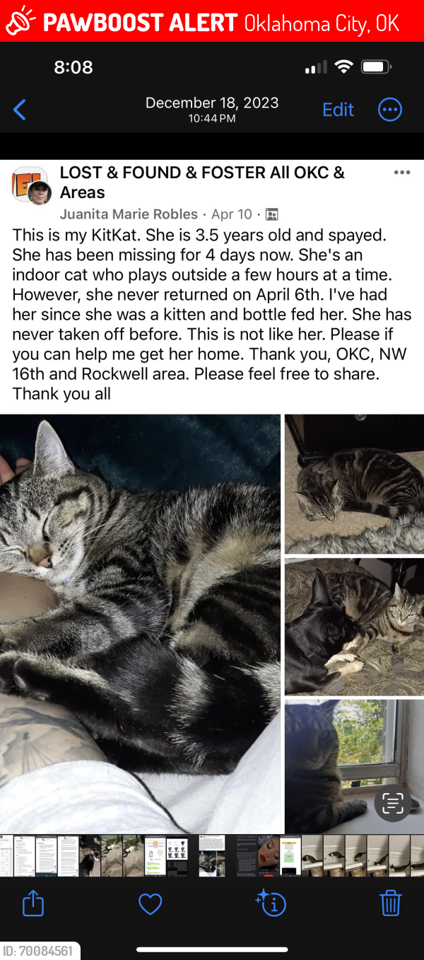 Lost Female Cat last seen NW 16th st. Between Rockwell and MacArthur, Oklahoma City, OK 73127