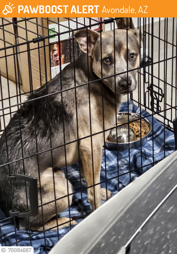 Avondale, AZ Stray Male Dog Found Near Circle K on El Mirage and Lower ...