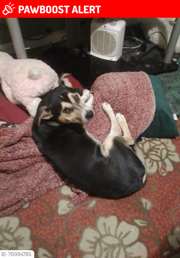 Lost Male Dog last seen Northcutts/Bess town , Beersheba Springs, TN 37305