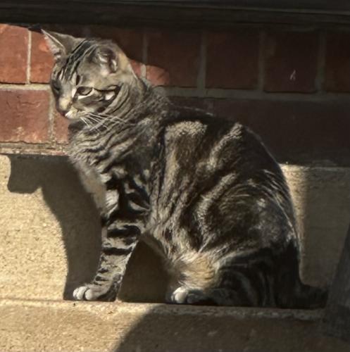 Lost Male Cat last seen hmstd rental properties, Bowling Green, KY 42104