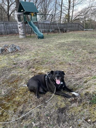 Lost Male Dog last seen Allen, veterans golf course, Springfield, MA 01118