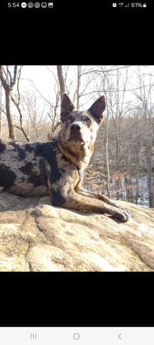 Lost Female Dog last seen Buffalo on the rock, gum springs road, Johnson County, IL 62972