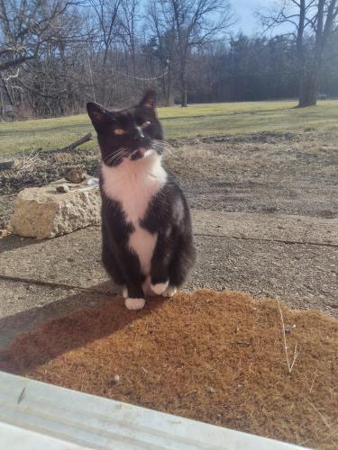 Lost Female Cat last seen I75S Tennessee Welcome Center, Jellico, TN 37762