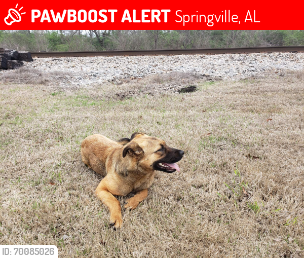 Lost Female Dog last seen Mountain view road , Springville, AL 35146