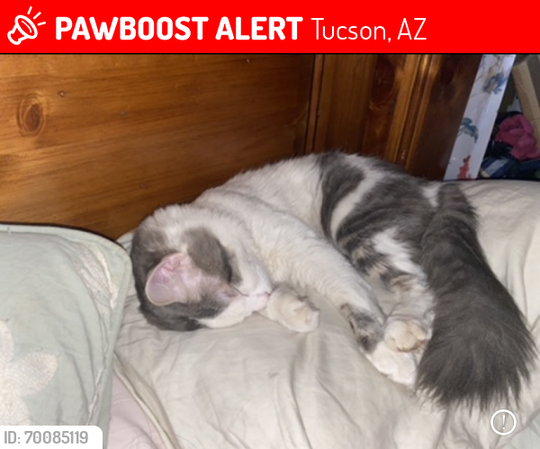 Lost Male Cat last seen Tetakusim and Gila Avenue , Tucson, AZ 85746