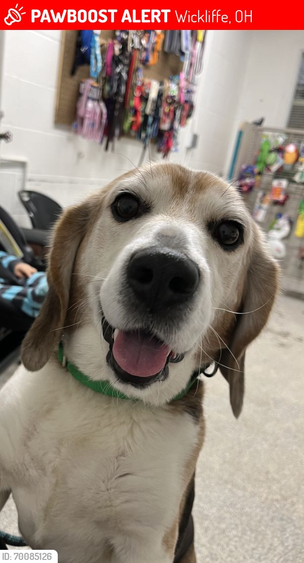 Lost Male Dog last seen E 290th St & Ridge Rd, Wickliffe, OH 44092