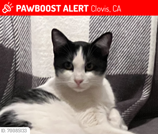Lost Male Cat last seen Gettysburg and Fowler, Clovis, CA 93611