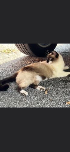 Lost Female Cat last seen 49th Ave, Nashville, TN 37209