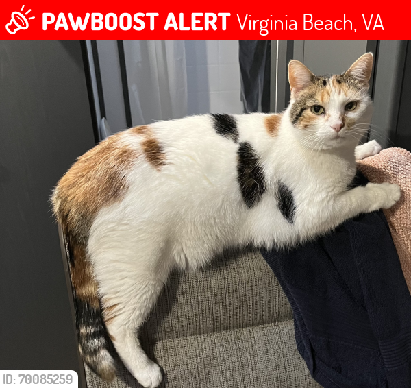 Lost Female Cat last seen Great neck rd , Virginia Beach, VA 23454