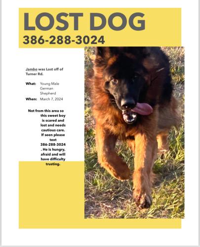 Lost Male Dog last seen Shriners in lake city, Columbia County, FL 32055
