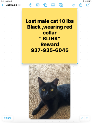 Lost Male Cat last seen Troy and Elm or Troy and Sandusky Bellefontaine ohio, Bellefontaine, OH 43311